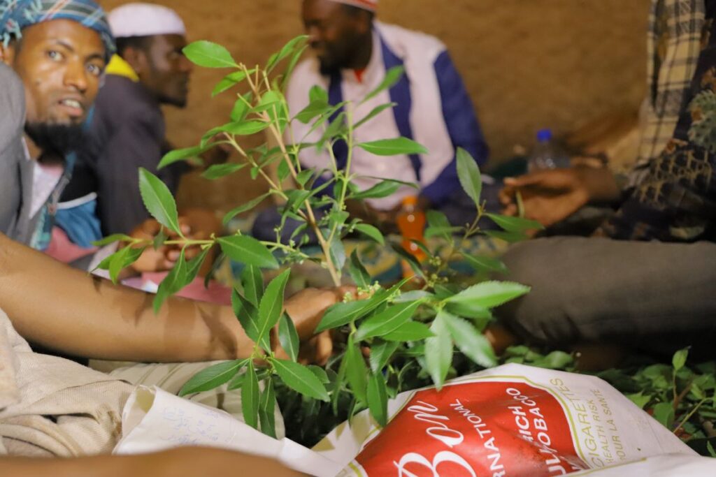 Khat: The Leafy Elixir of Yemeni Traditions