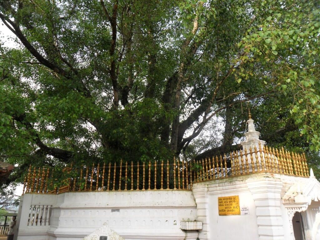 The World's Oldest Human Planted Tree