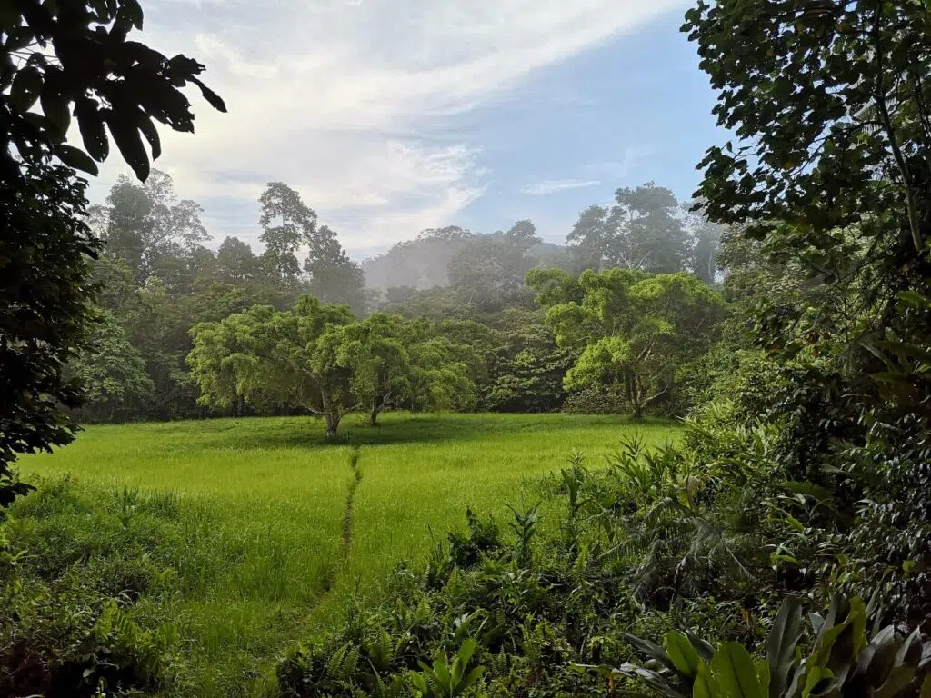 The World’s Oldest Tropical Rainforest