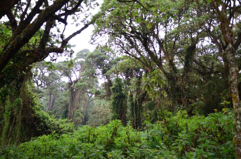 The Oldest National Park in Africa