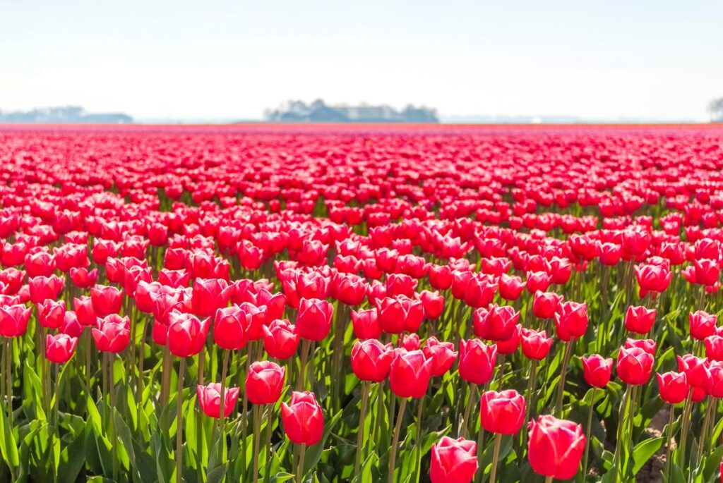 Tulipomania: A Dutch-Turkish Love Affair