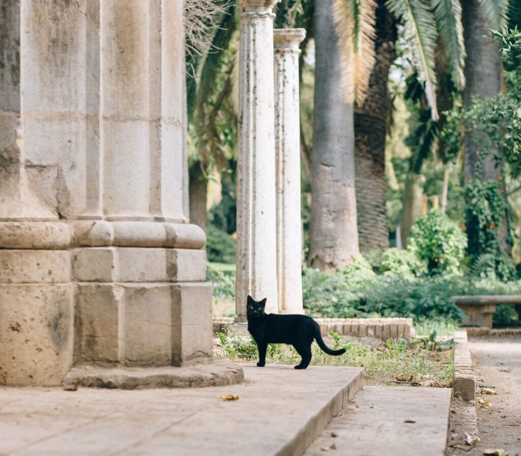 The Enigma of Black Cat Superstition