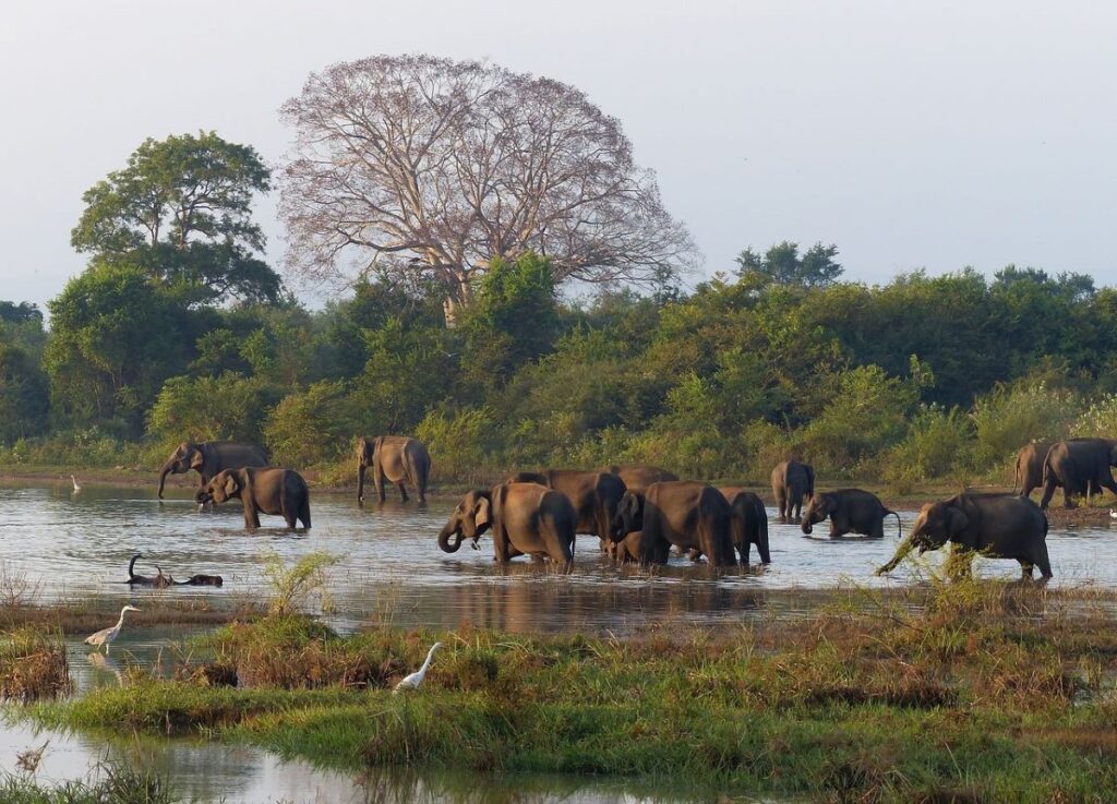 The Largest Elephant Spectacle