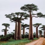 Exploring The Intriguing Nature of Madagascar