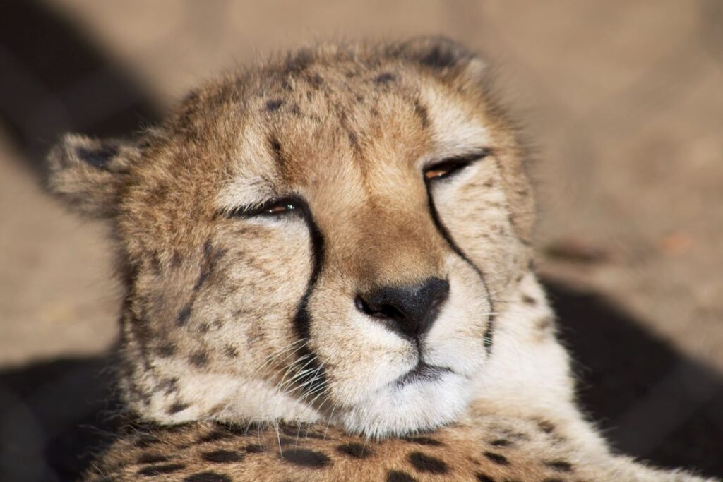 Home to the Endangered Persian Cheetah