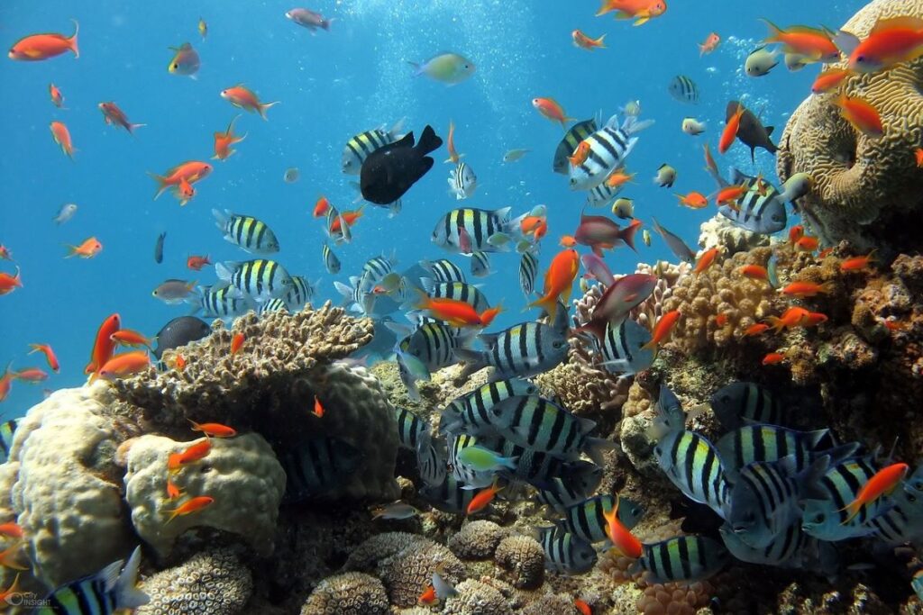 Immersing in the splendour of coral reefs