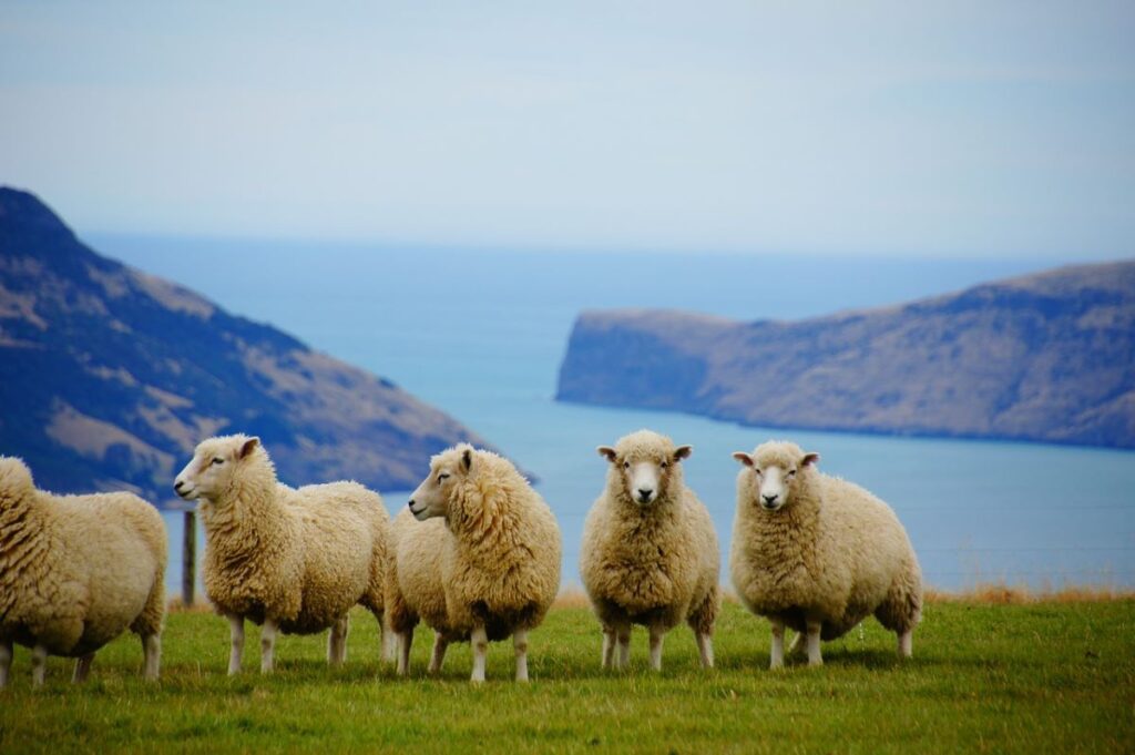Outnumber by Sheep