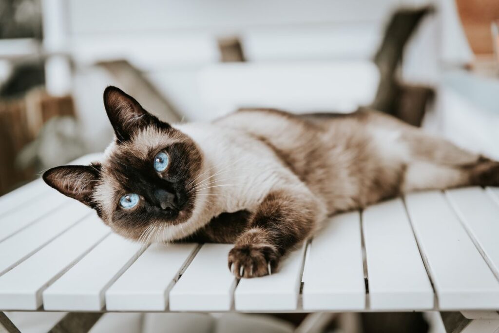 A Feline Thai Heritage