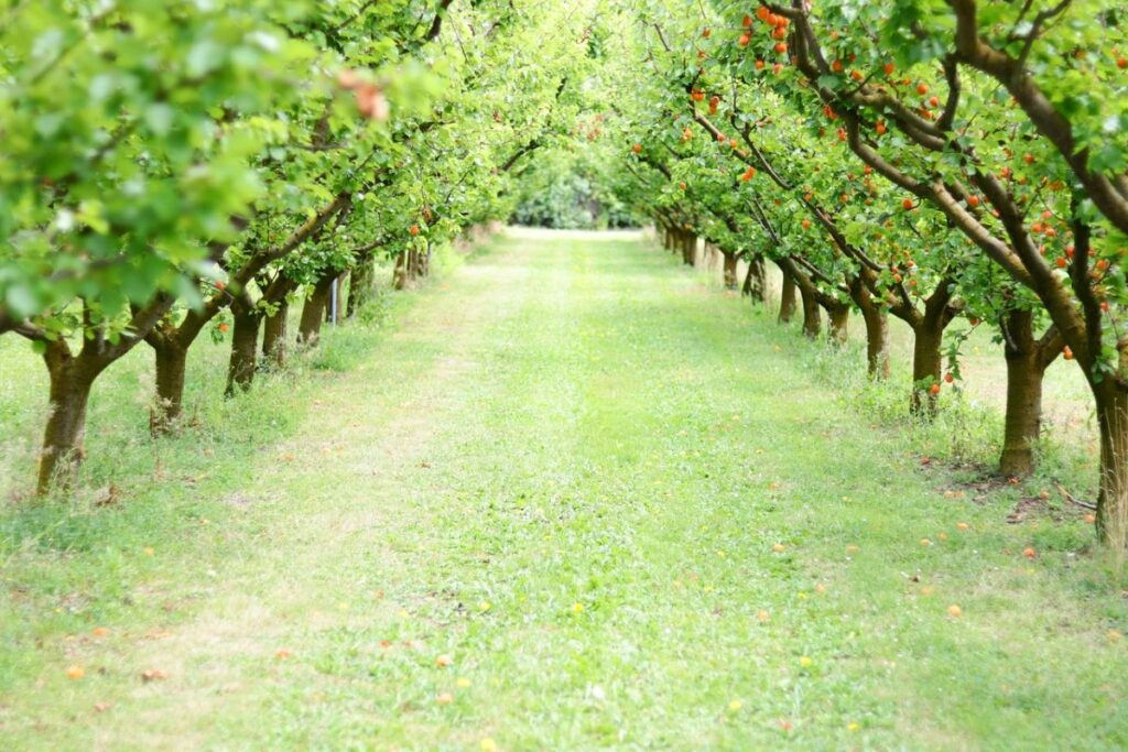 The World's Biggest Apricot Orchard