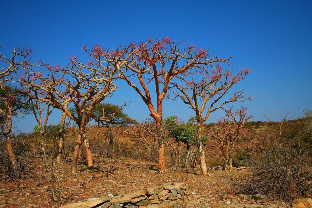 The World's Best Frankincense