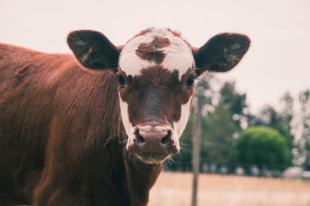 Cows Outnumber People (4:1)