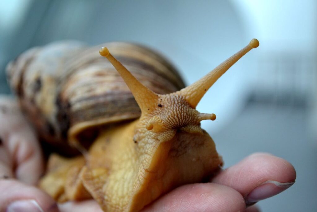 The Glory of Giant Snail