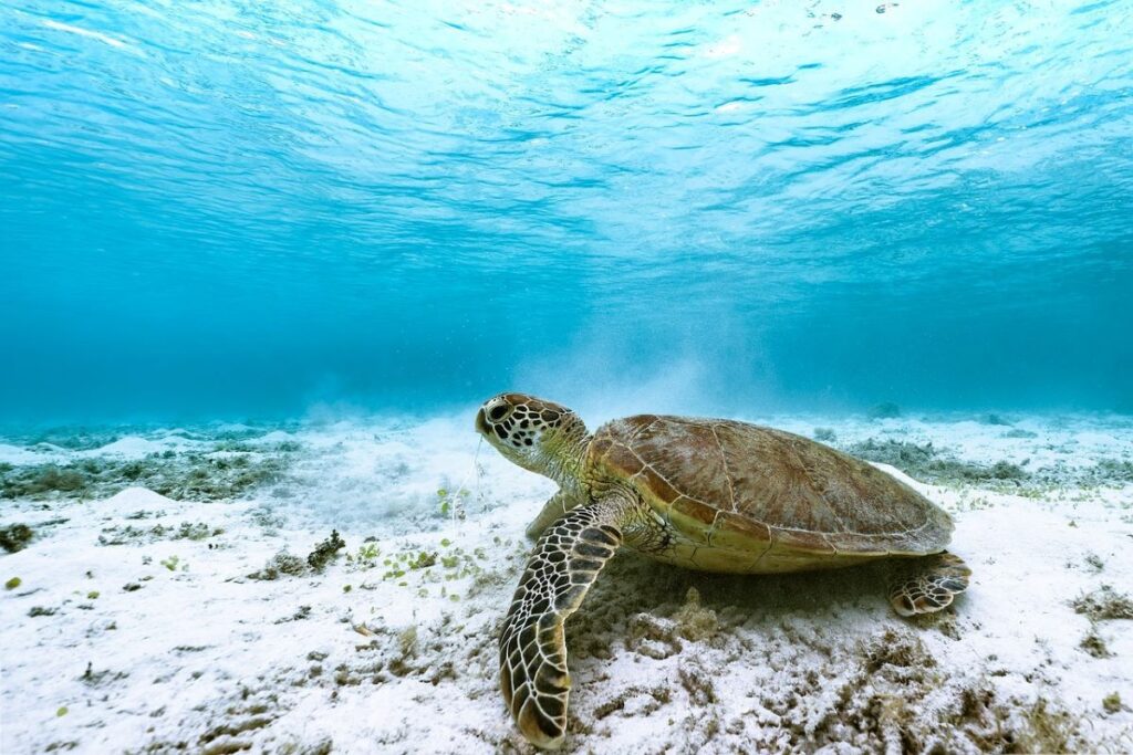 An Important Turtle Nesting Site