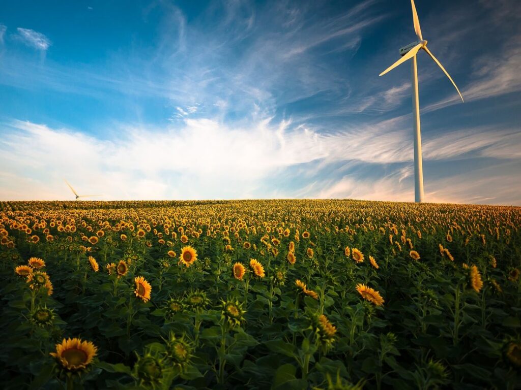 World’s Largest Sunflower Producer