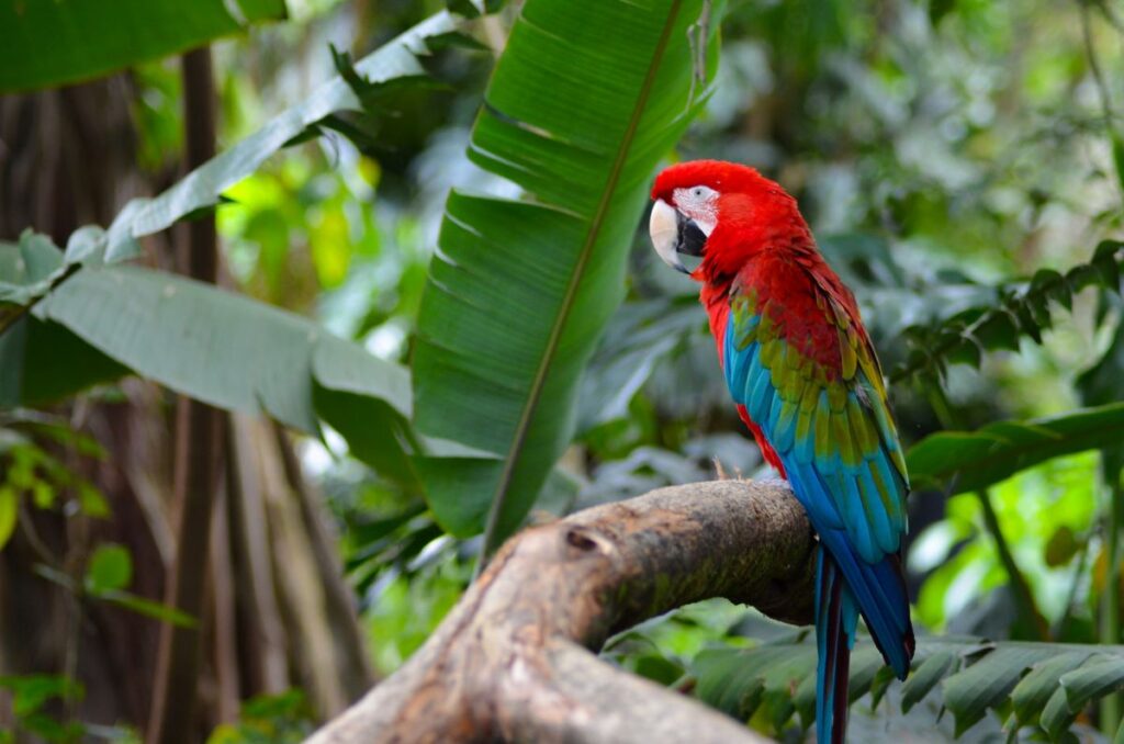The World's Second Most Biodiverse Country