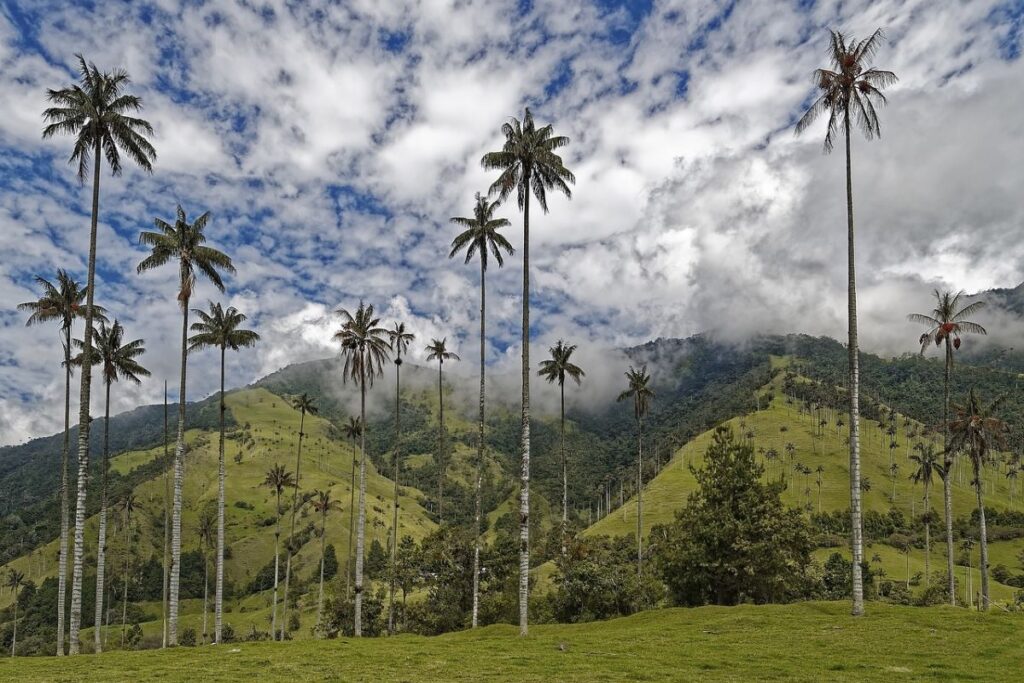The World's Tallest Palm Trees