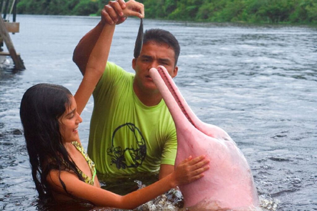 Pink Dolphins