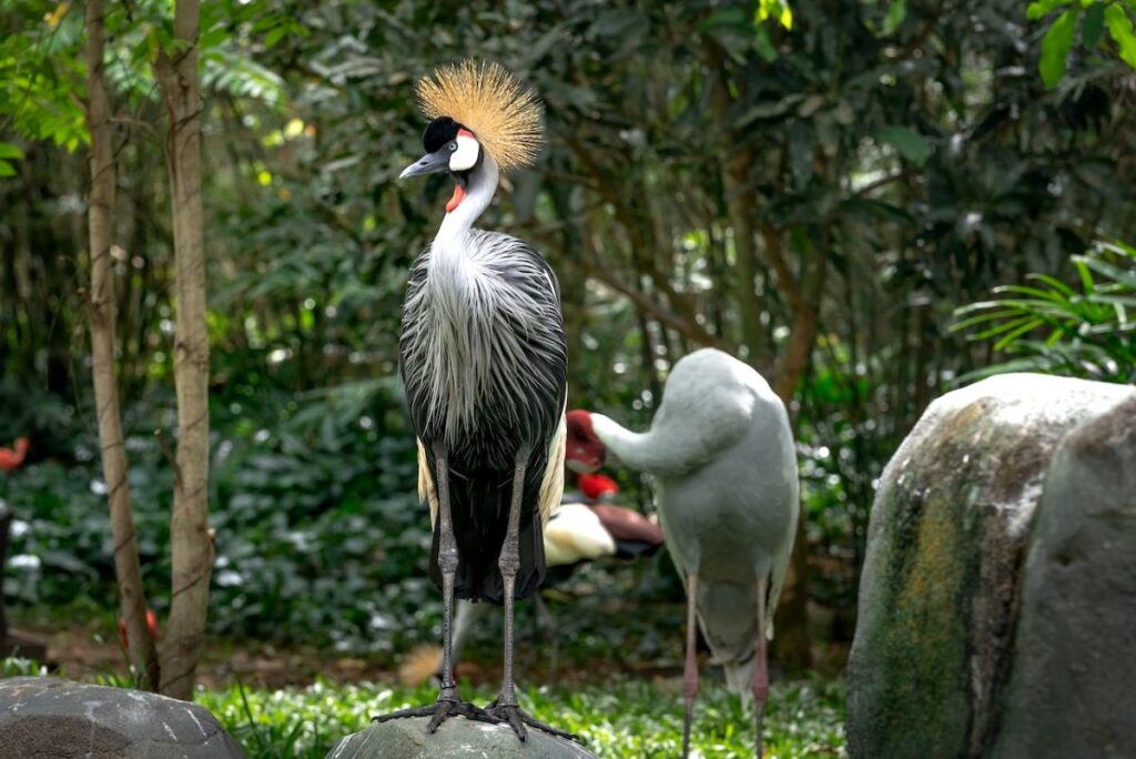 Haven for Bird Lovers