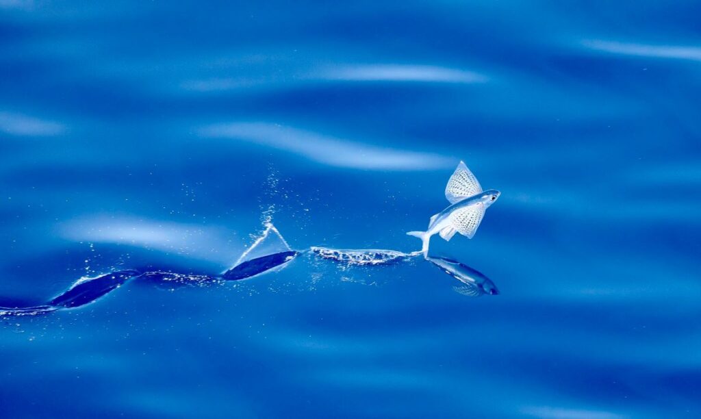 The Land of Flying Fish